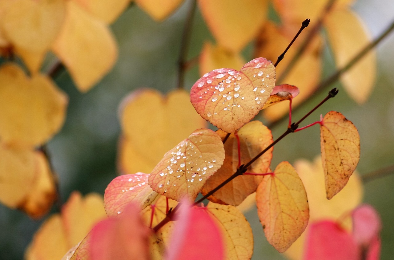 nature leaf flora free photo