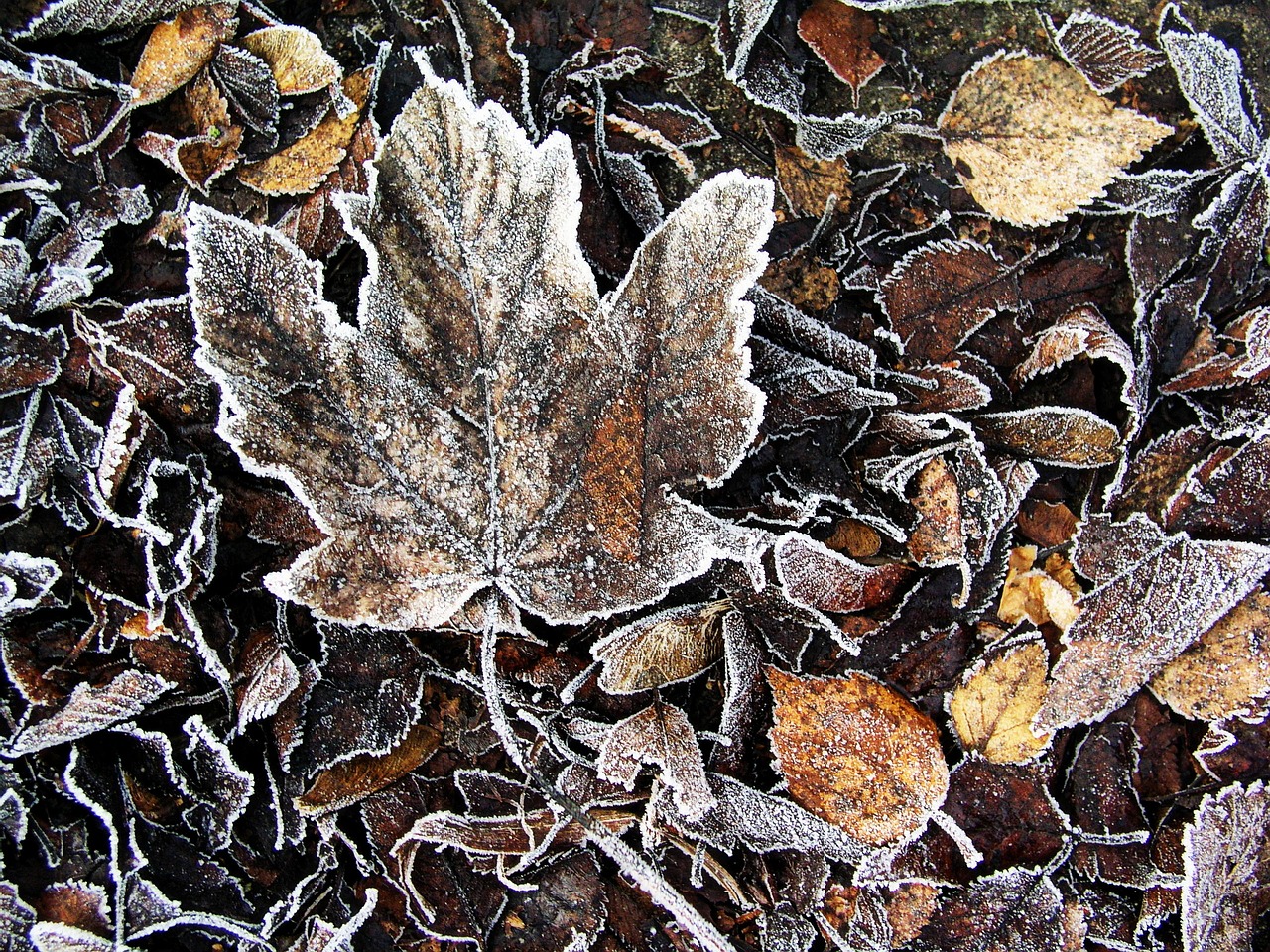 nature leaf fall free photo