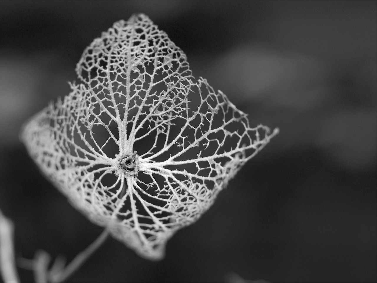 nature flower leaf free photo