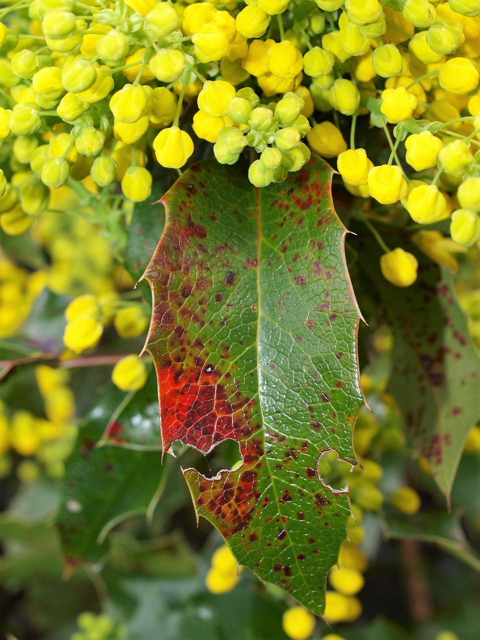 nature flora leaf free photo