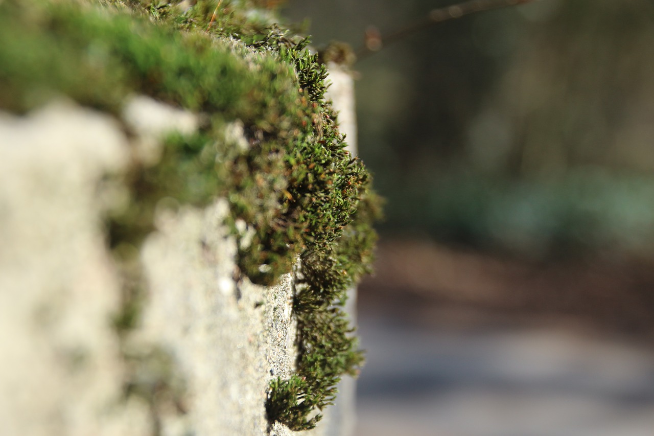 nature plant moss free photo