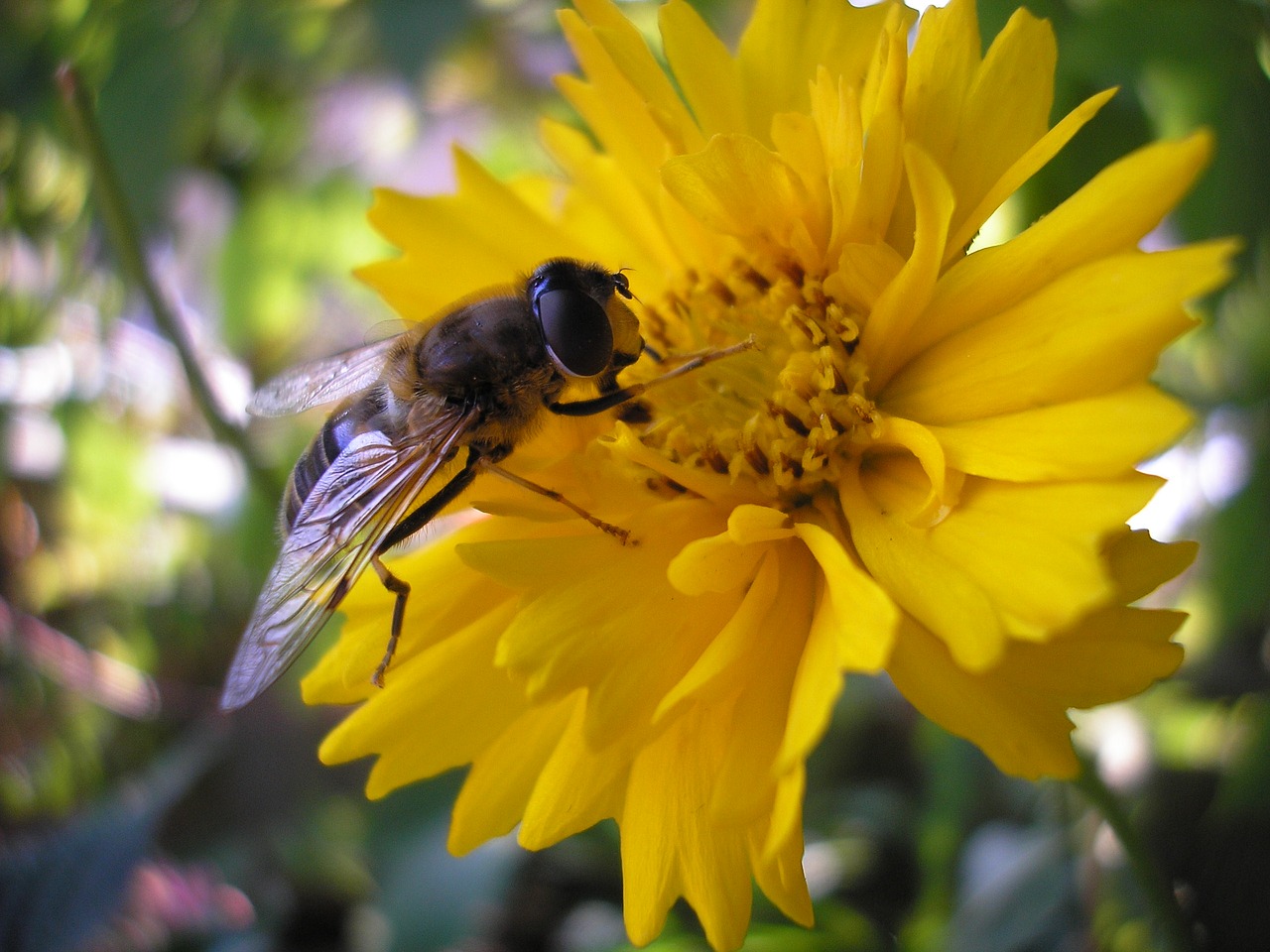 nature bug bees free photo