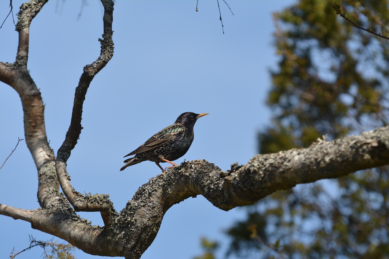 nature tree birds free photo