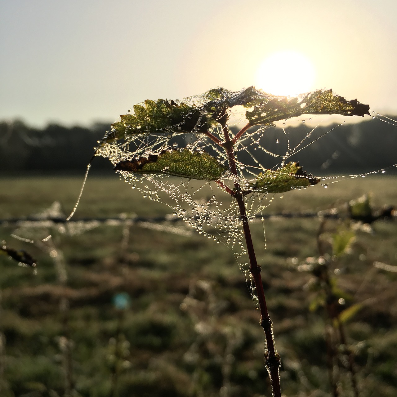 nature stinging nettle sun free photo