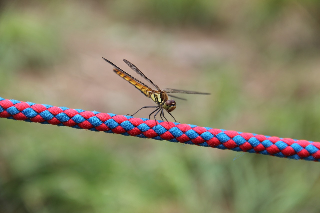 nature outdoors insect free photo