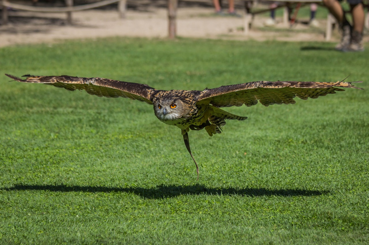 nature lawn birds free photo