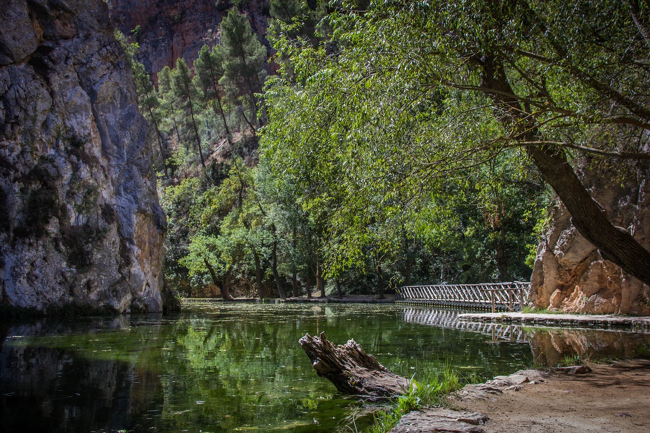 nature tree body of water free photo