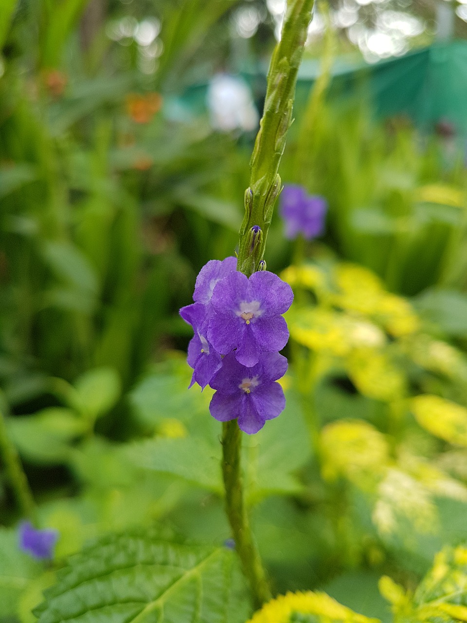 nature flower flora free photo