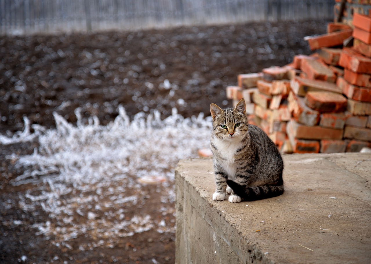 nature winter outdoors free photo