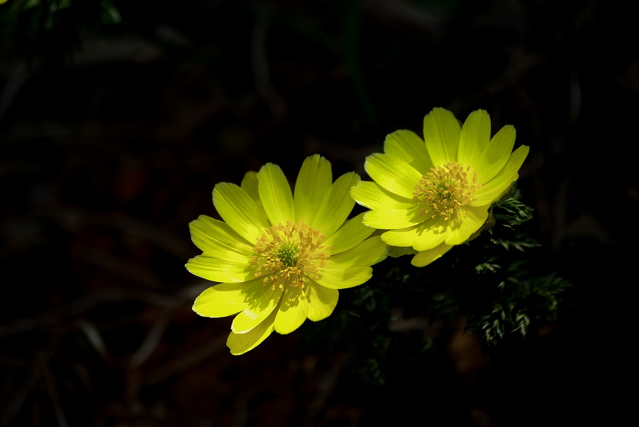 nature flowers plants free photo