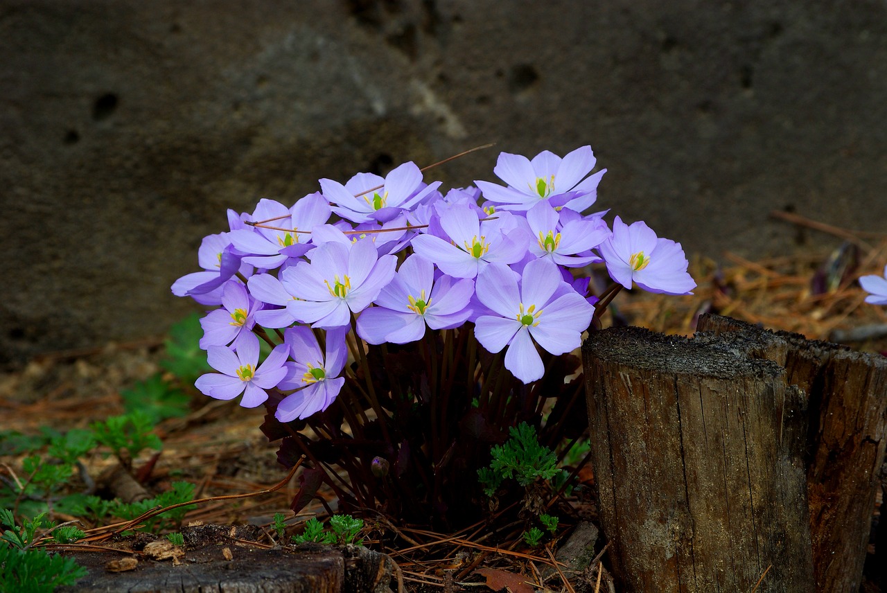 nature flowers plants free photo