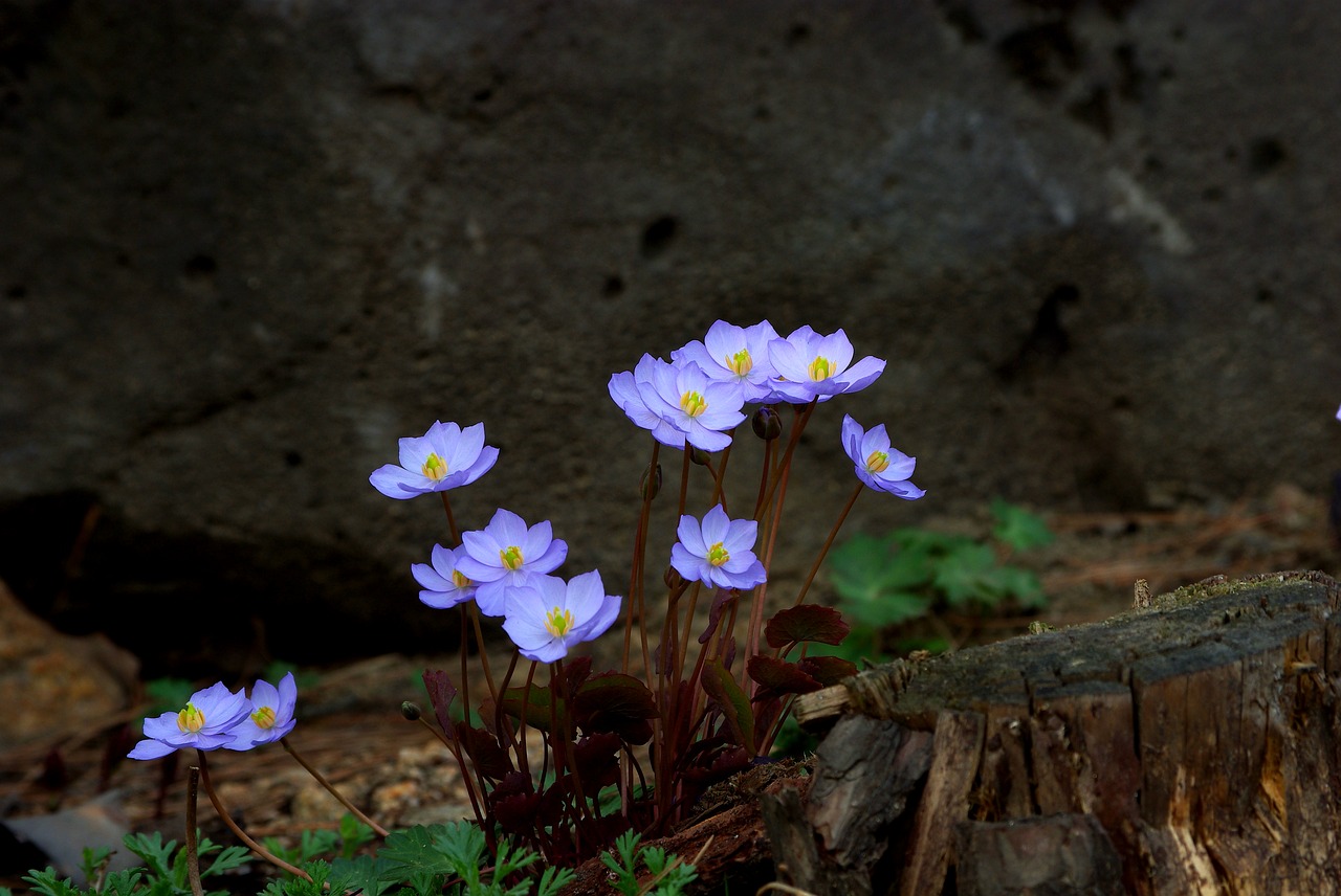 nature flowers plants free photo