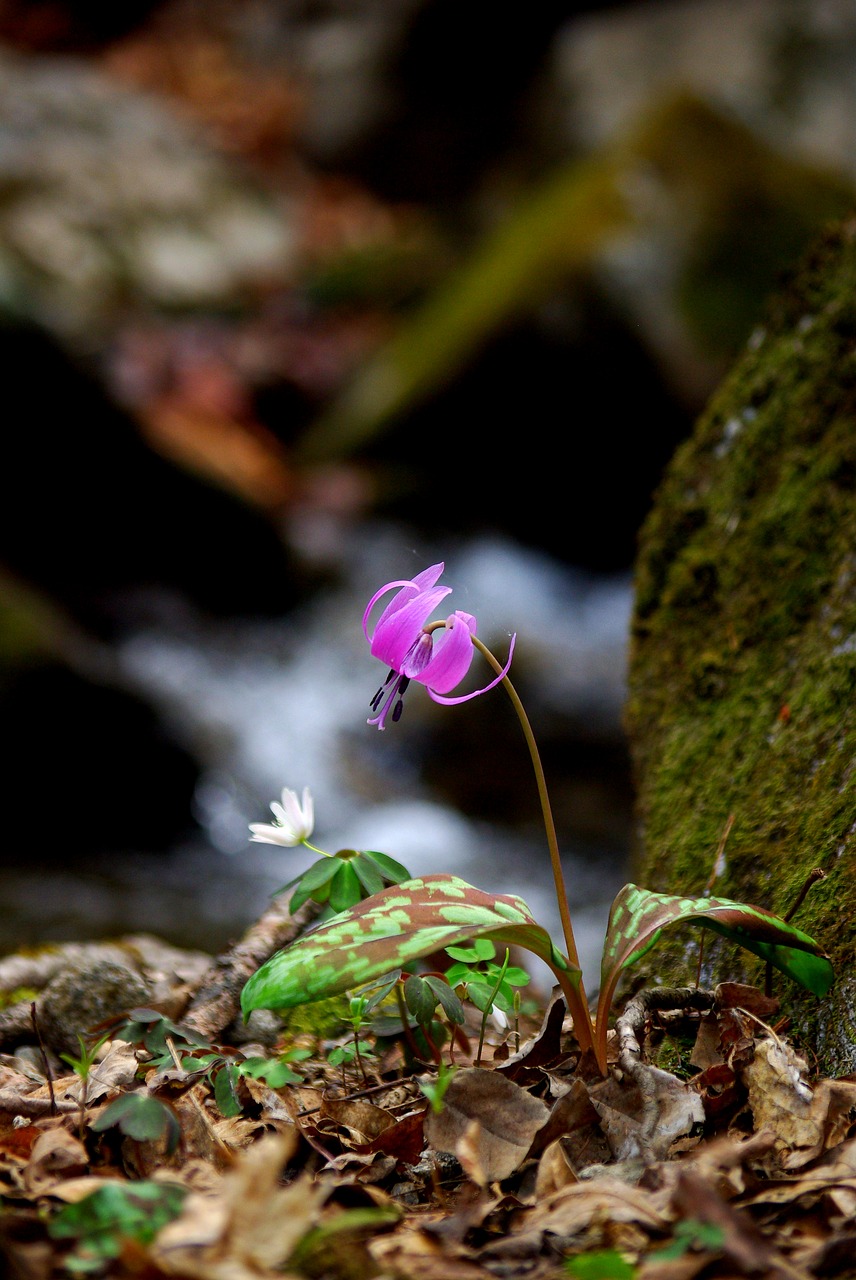 nature outdoors plants free photo