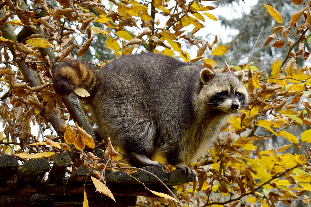 nature tree raccoon free photo