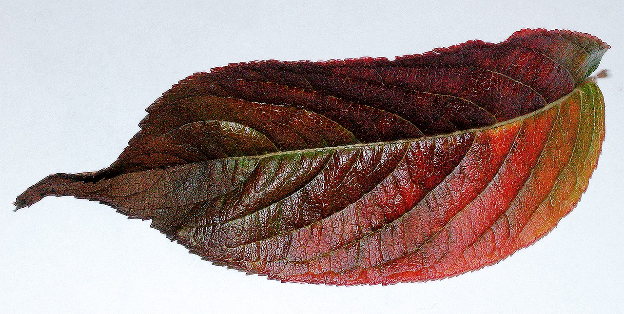 nature color leaf free photo