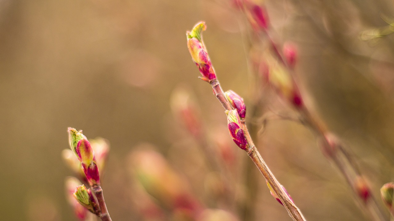 nature flower plant free photo