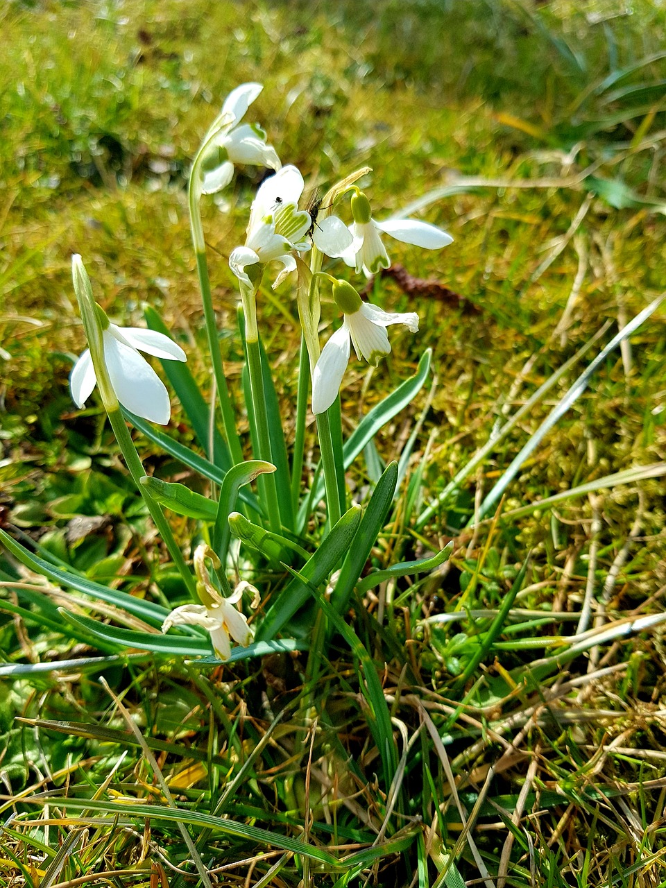 nature plant grass free photo