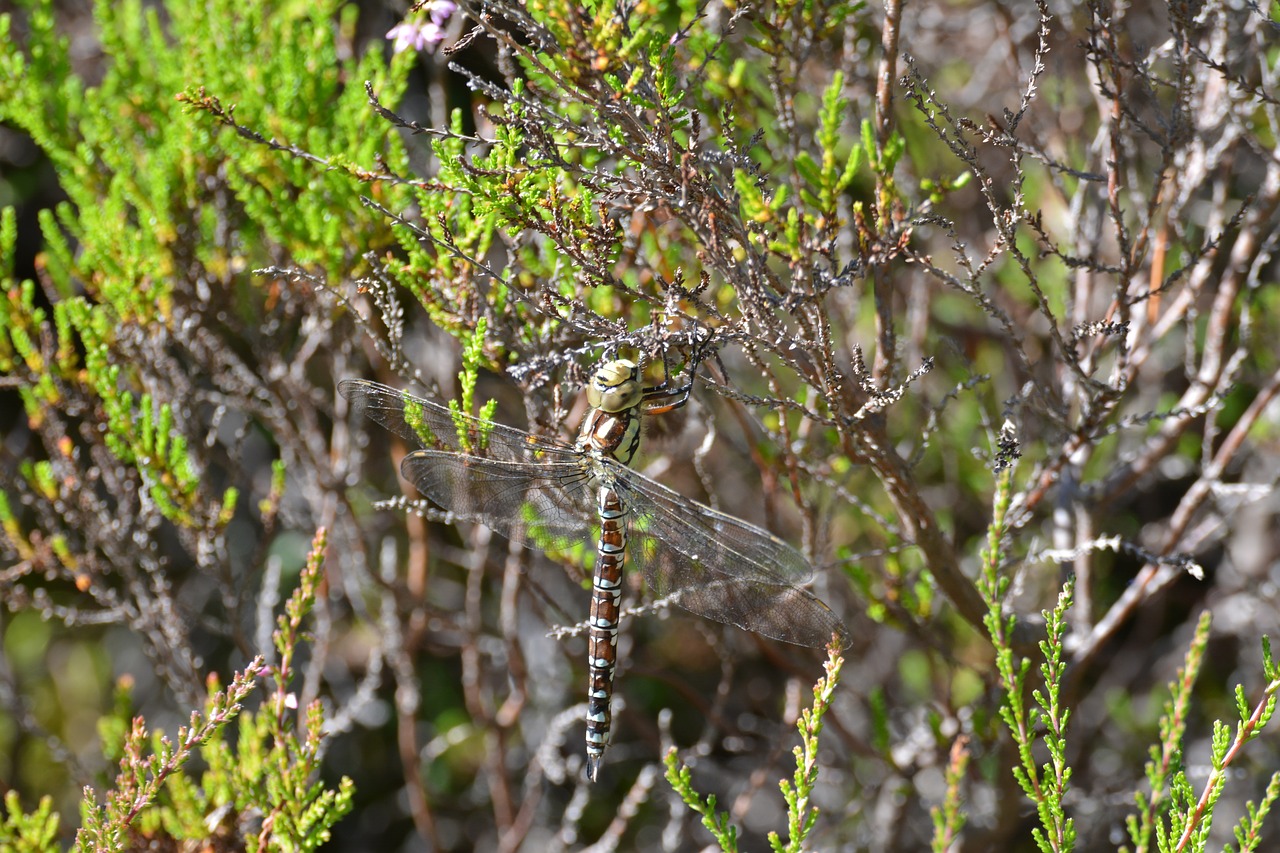 nature tree plant free photo