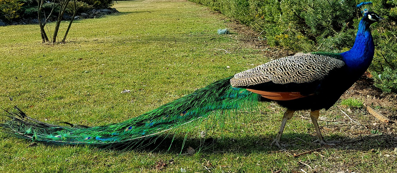 nature grass tittup free photo