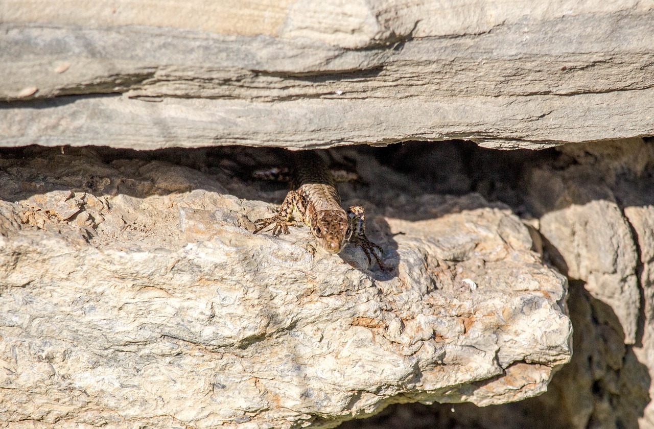 nature rock stone free photo