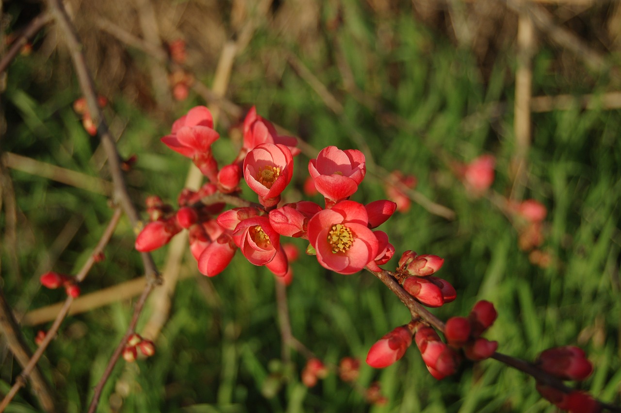 nature flower outdoors free photo