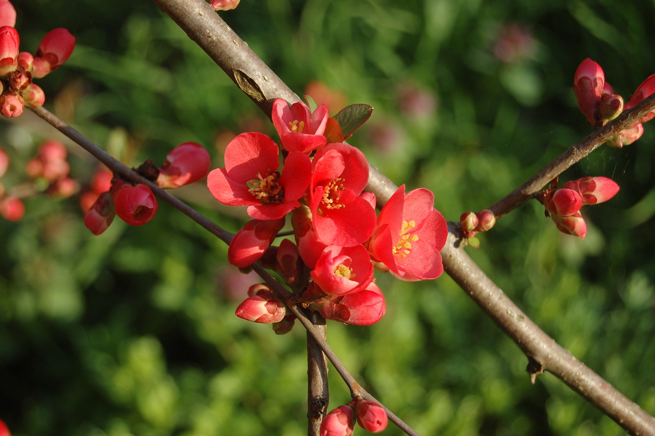 nature tree branch free photo