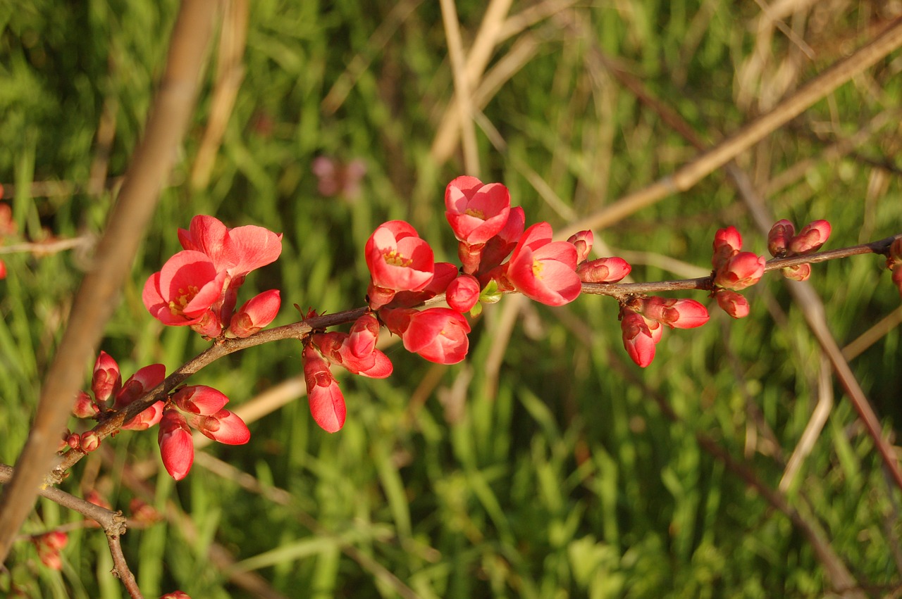 nature flower garden free photo