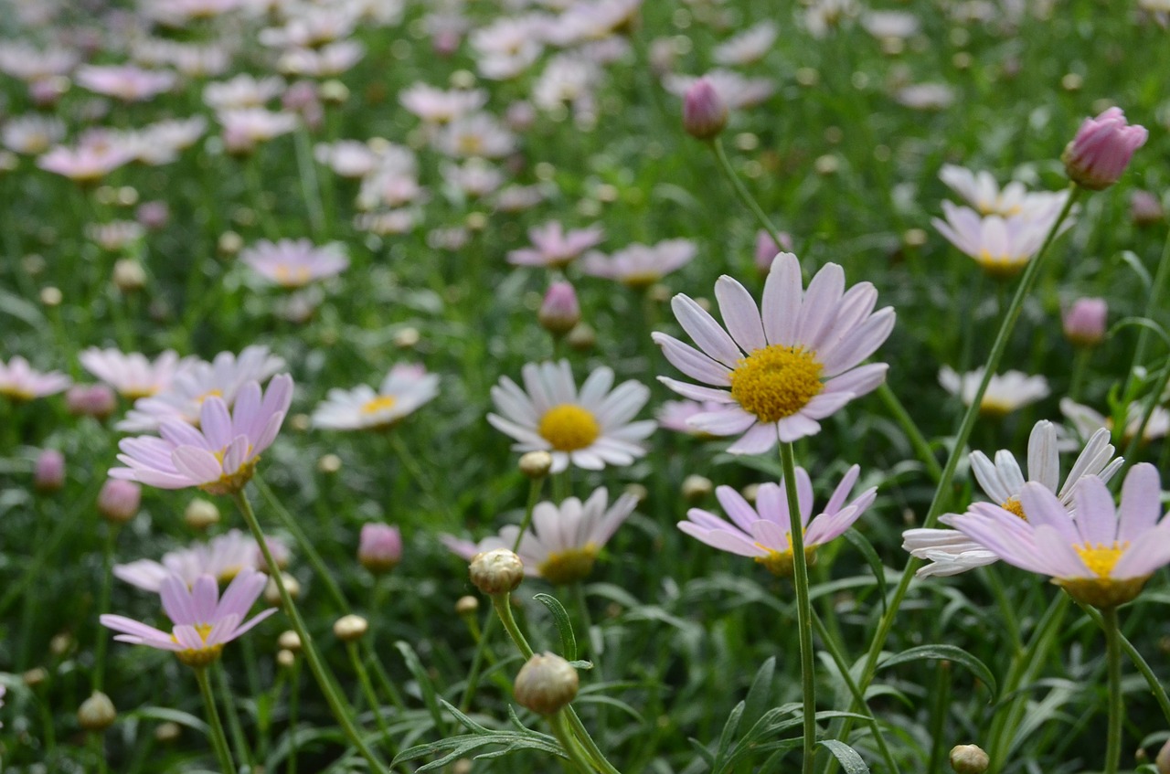 nature flower summer free photo