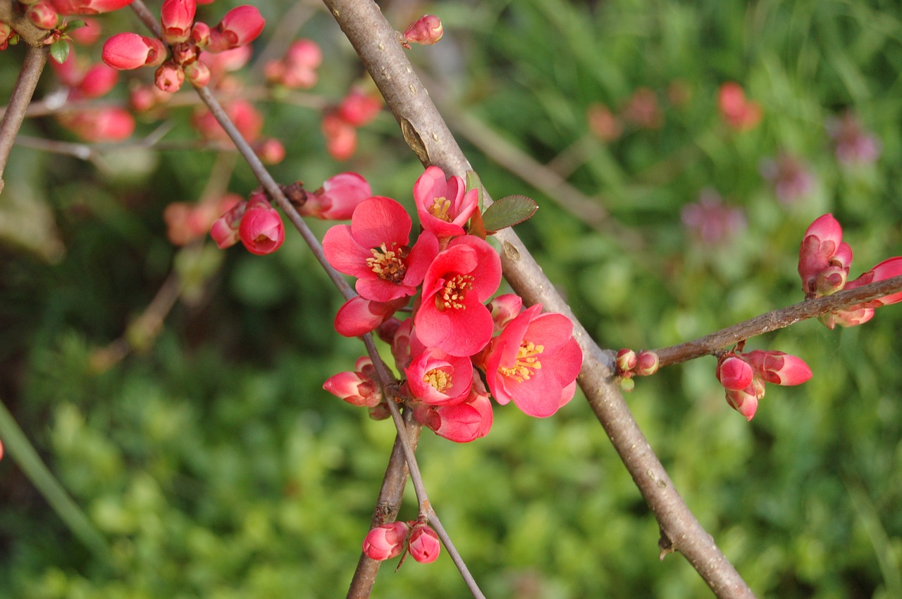 nature tree branch free photo