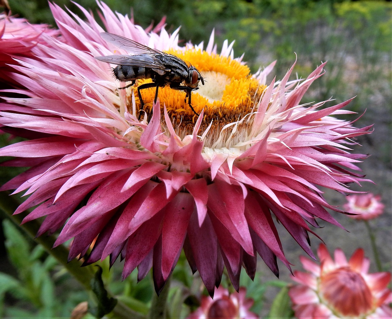 nature plant bug free photo