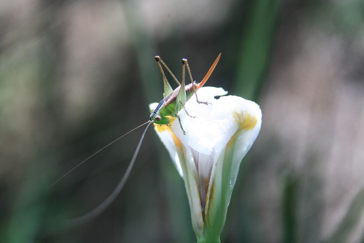 nature insect outdoors free photo