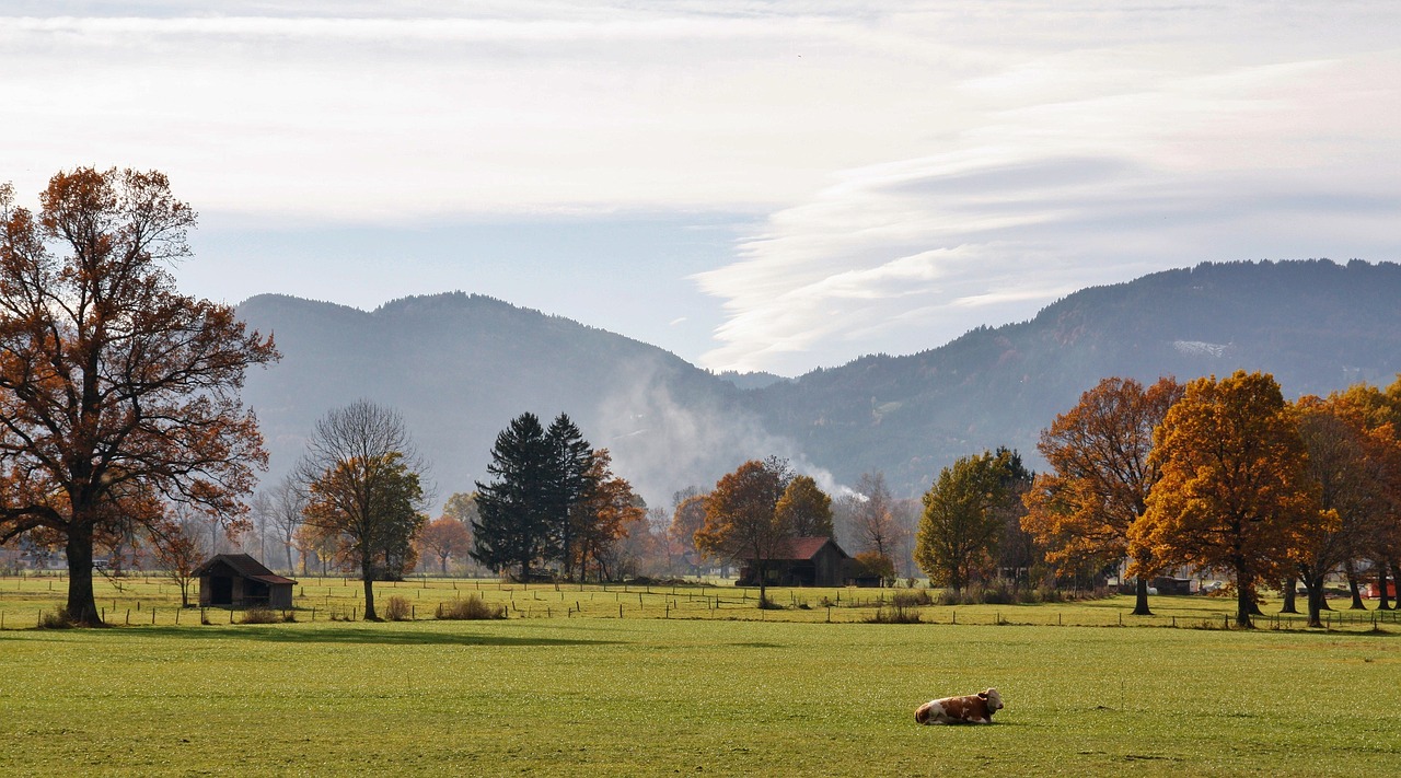 nature landscape tree free photo