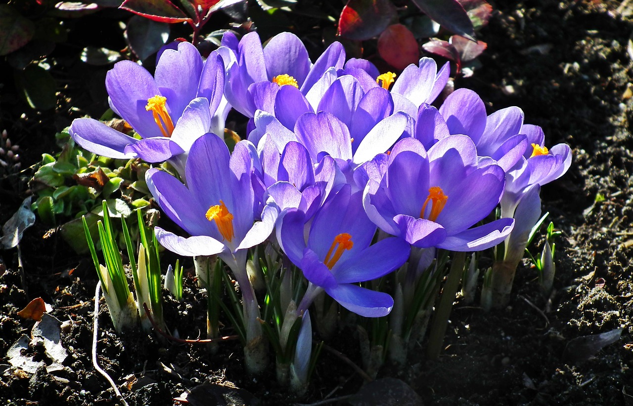 nature flower krokus free photo