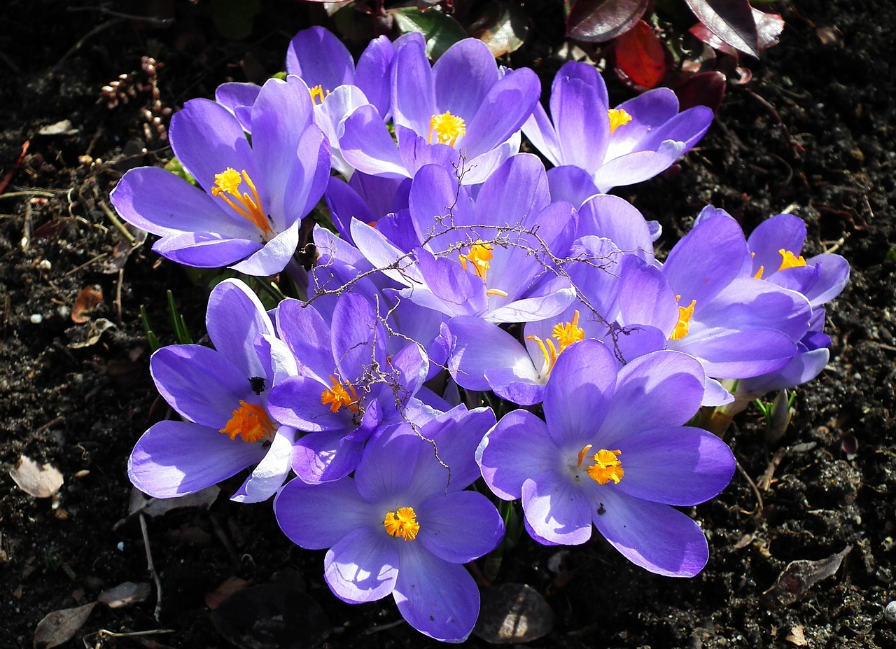 nature flower krokus free photo