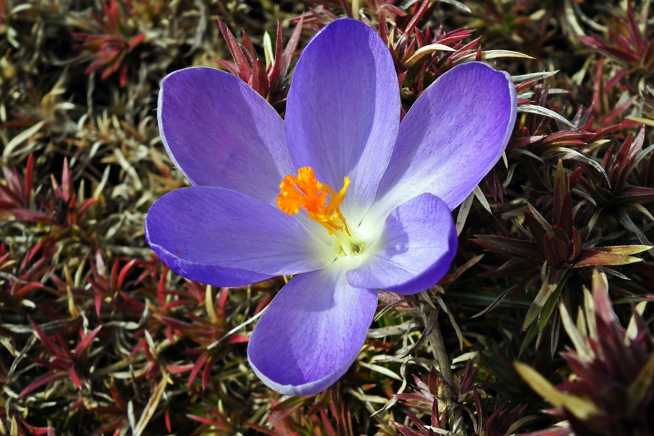 nature flower krokus free photo