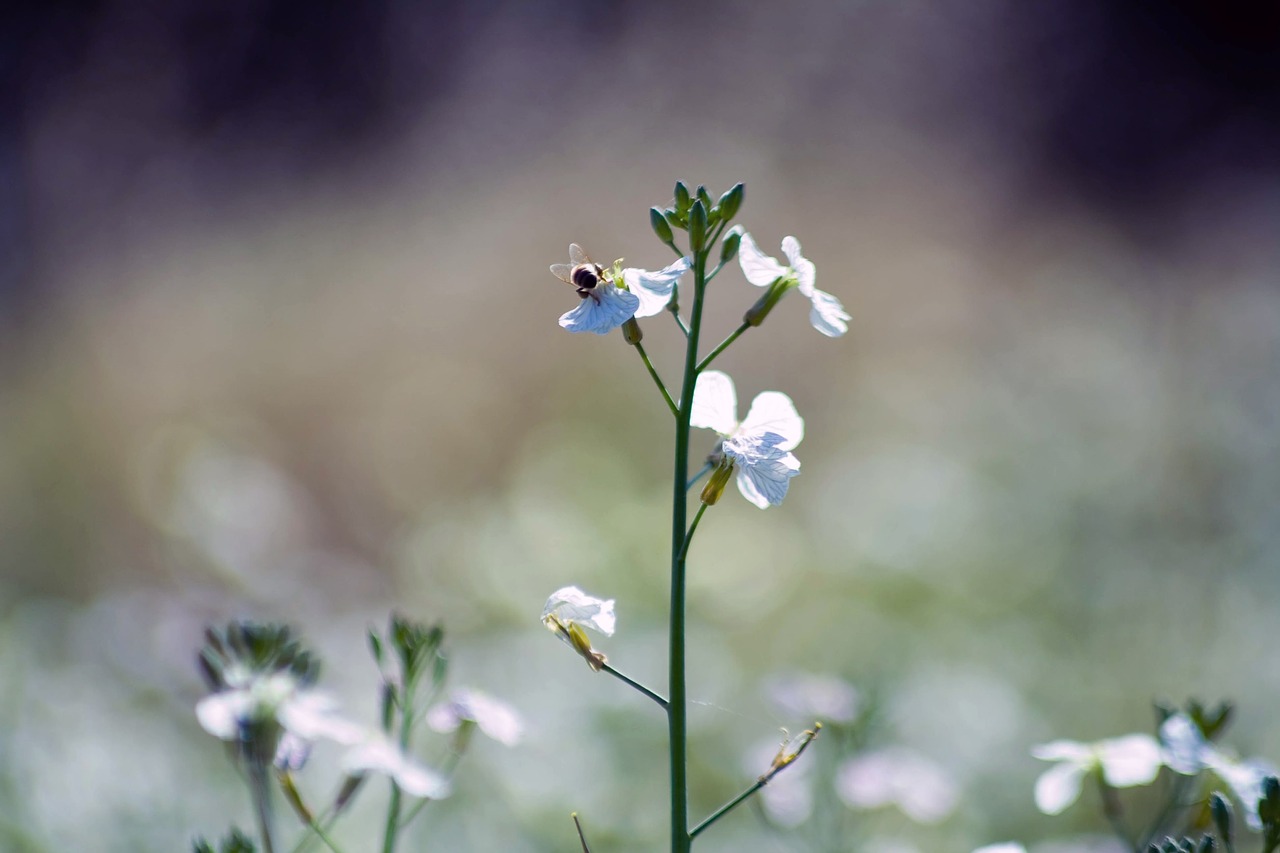 nature flower outdoors free photo