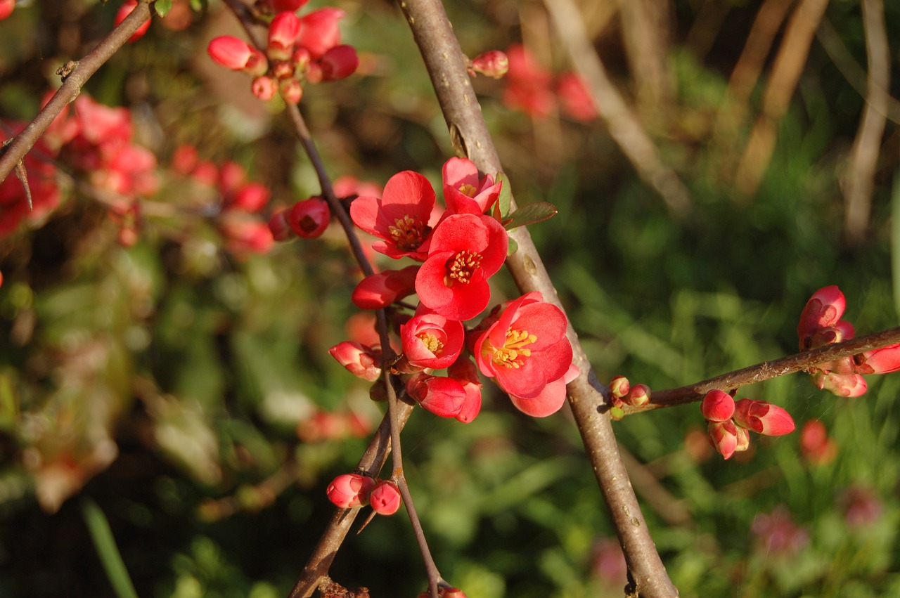 nature tree branch free photo