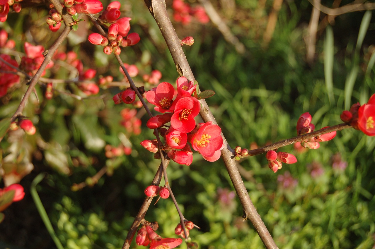 nature tree buds free photo