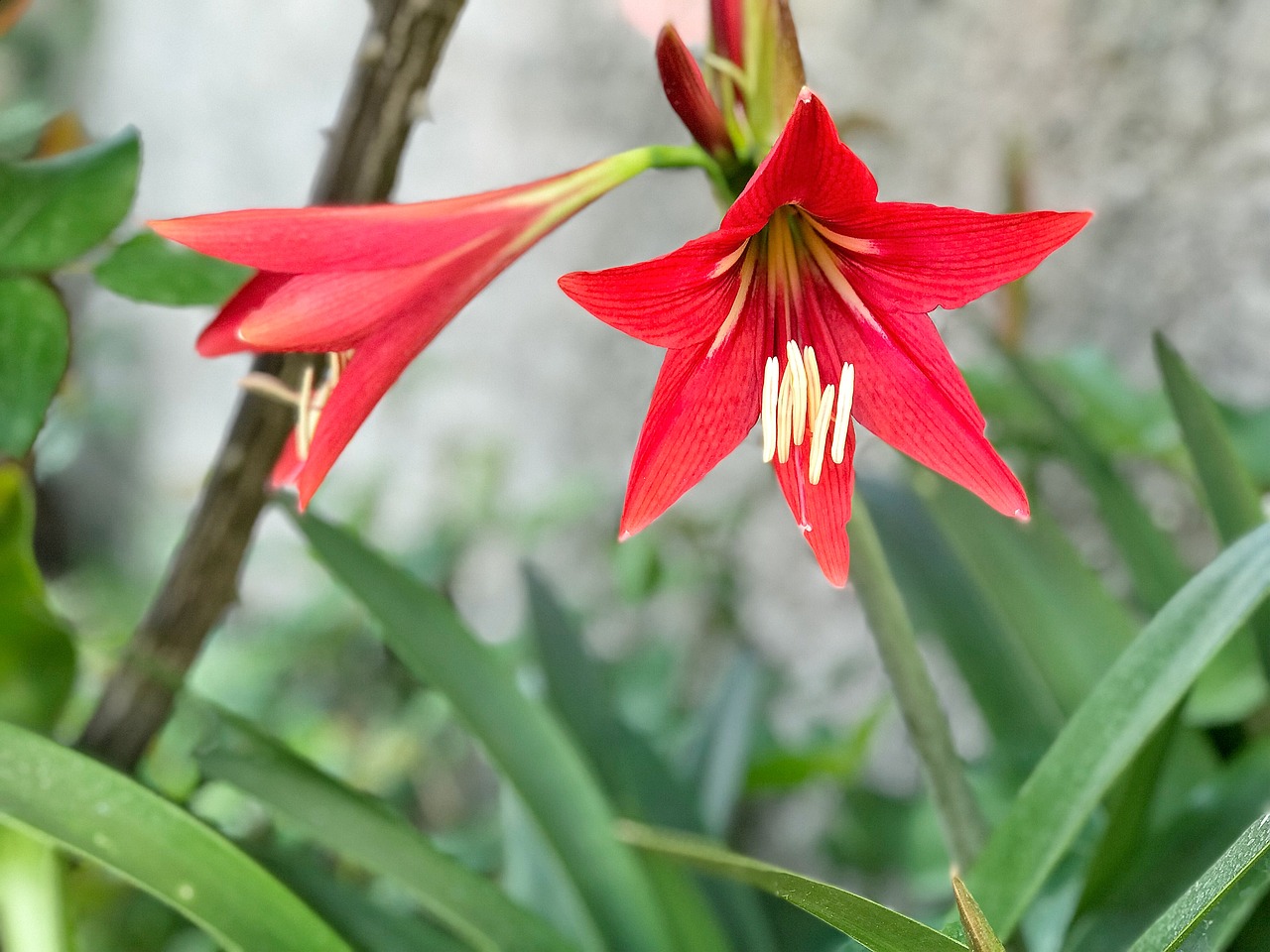 nature flower plant free photo