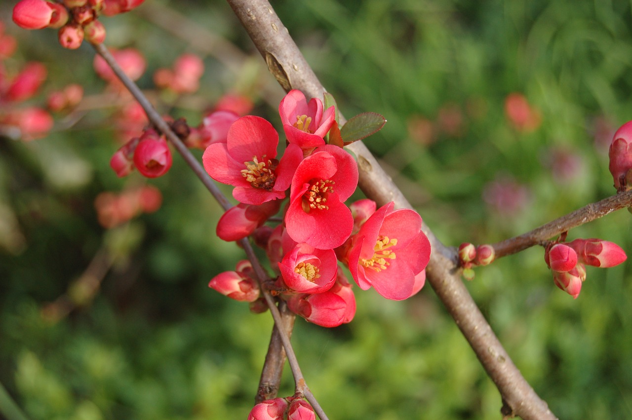 nature tree branch free photo