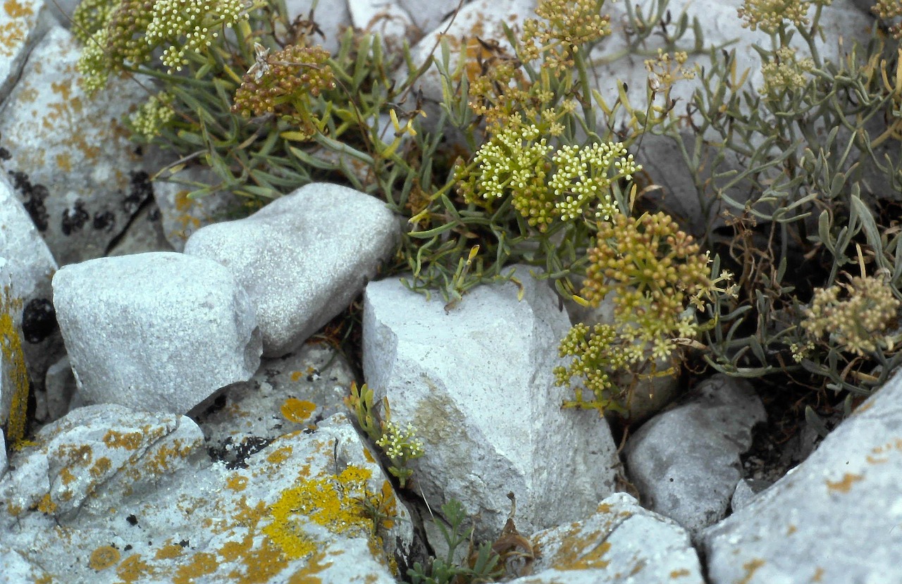 nature rock stone free photo