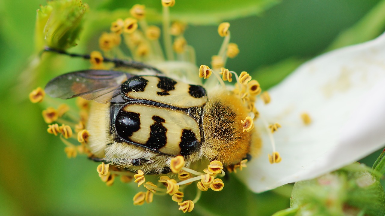 nature insect outdoor free photo