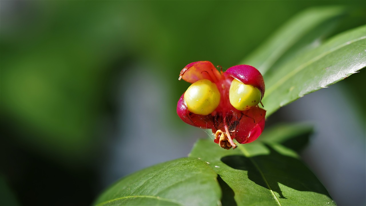 nature leaf garden free photo