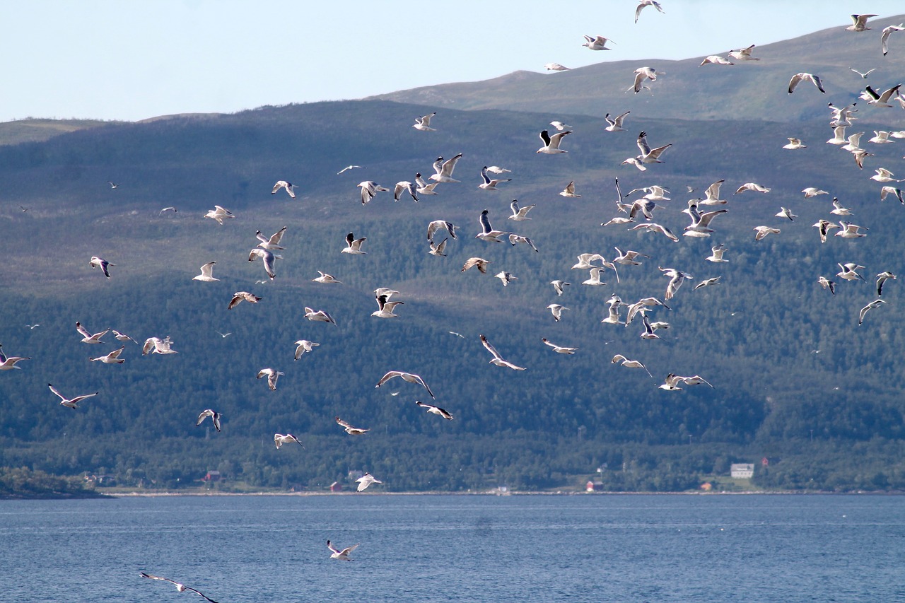 nature a flock of birds sea free photo