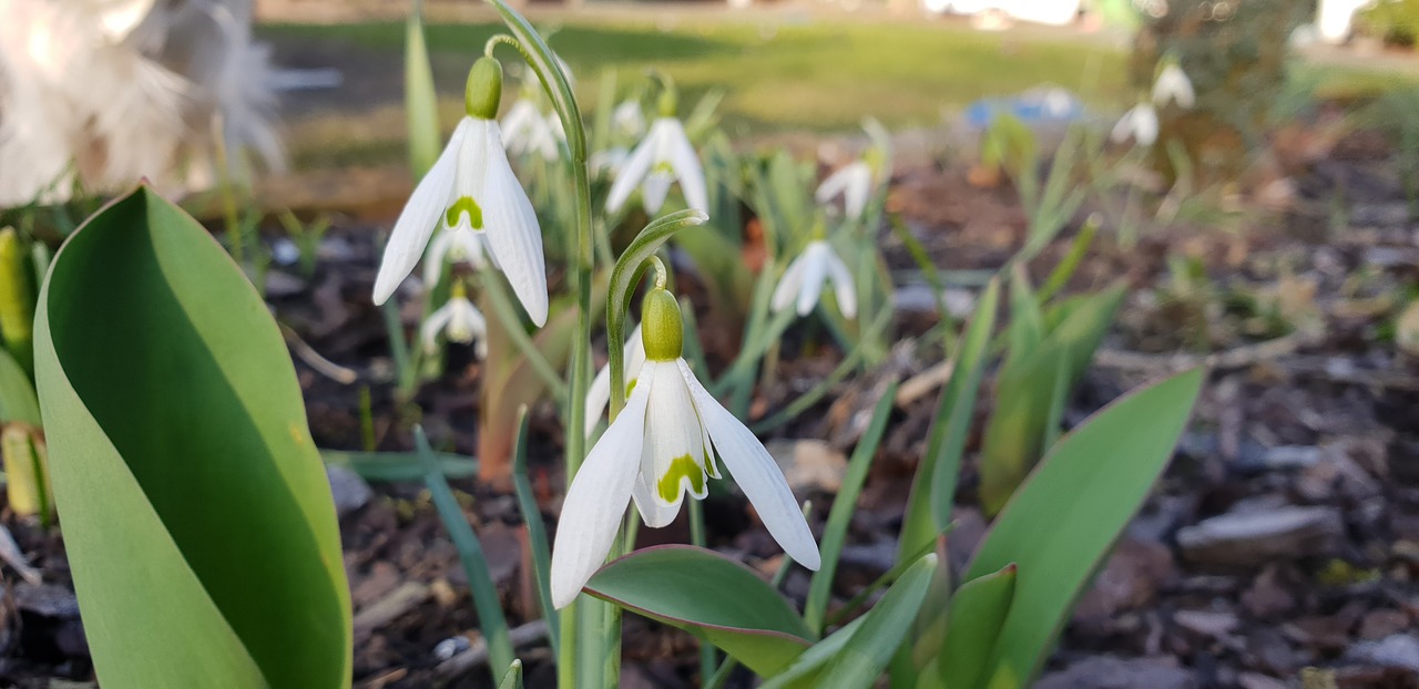 nature flower plant free photo