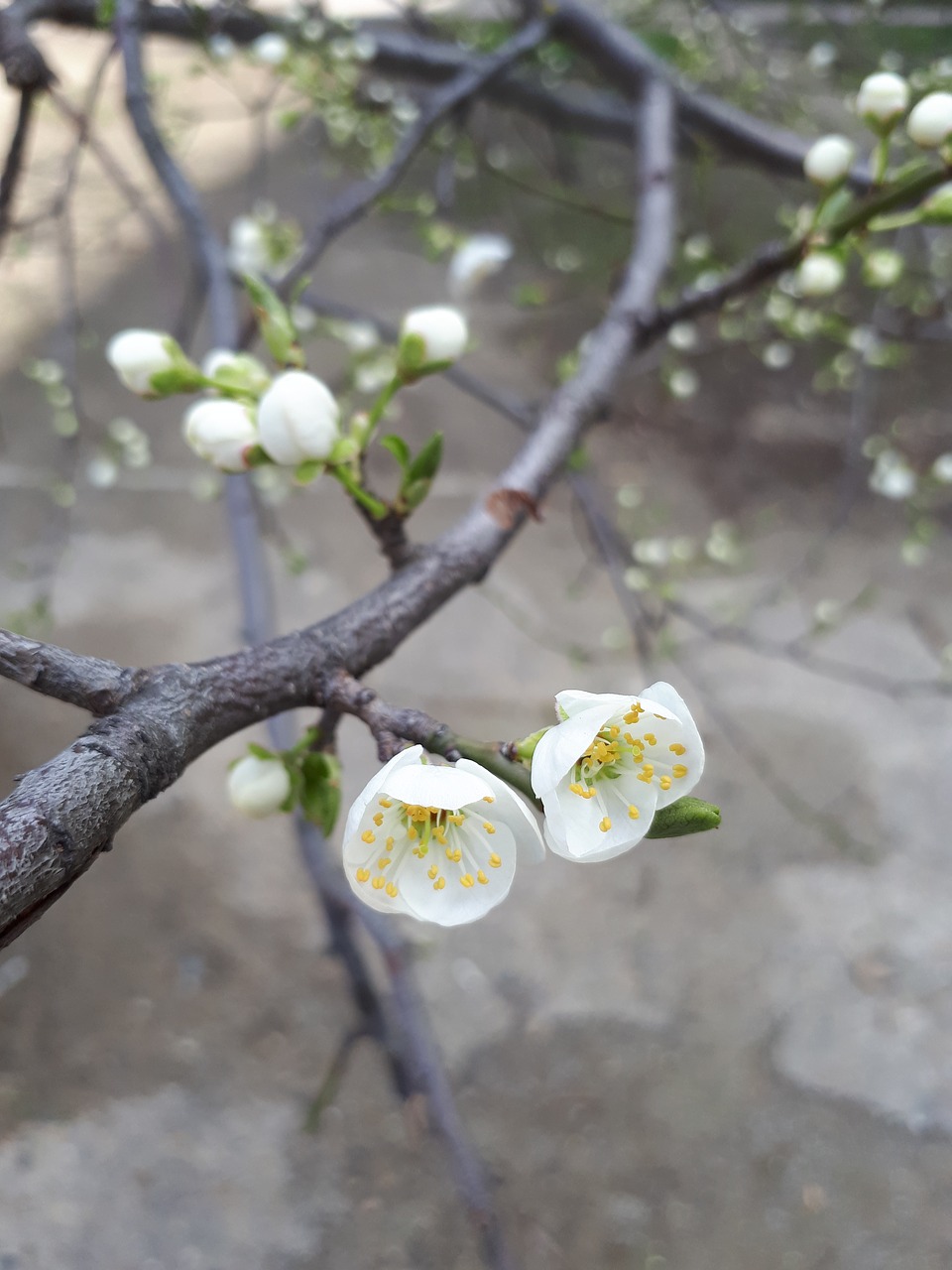 nature tree flower free photo