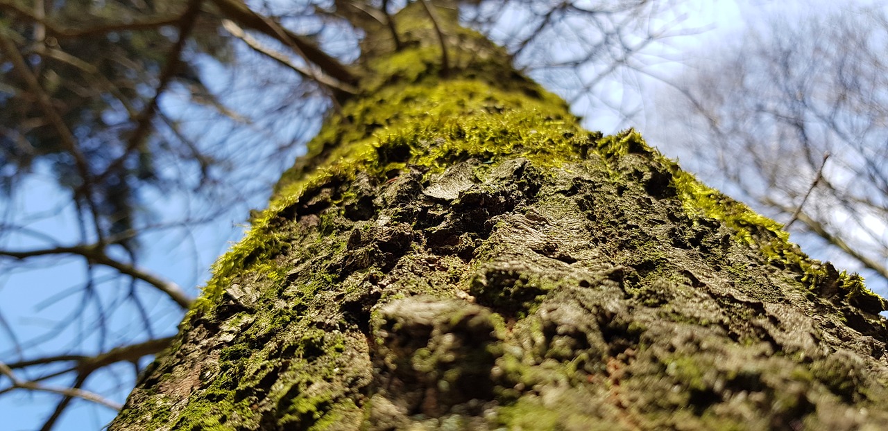 nature tree wood free photo