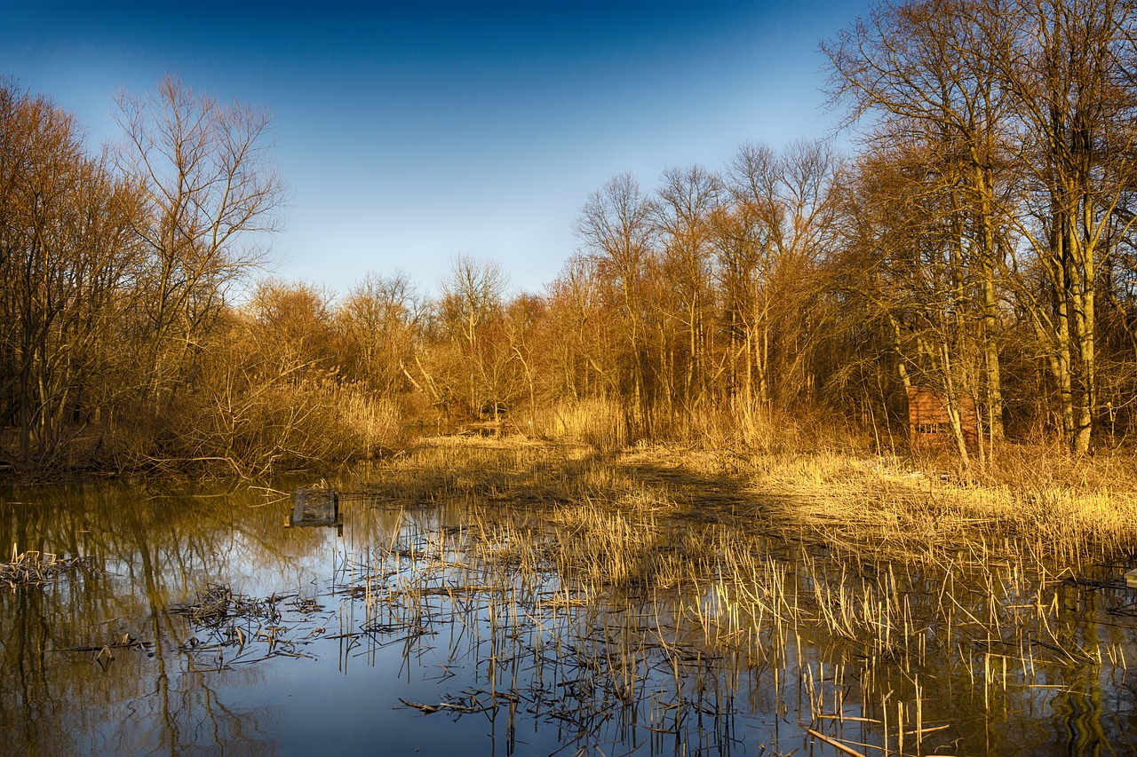 nature reflection tree free photo