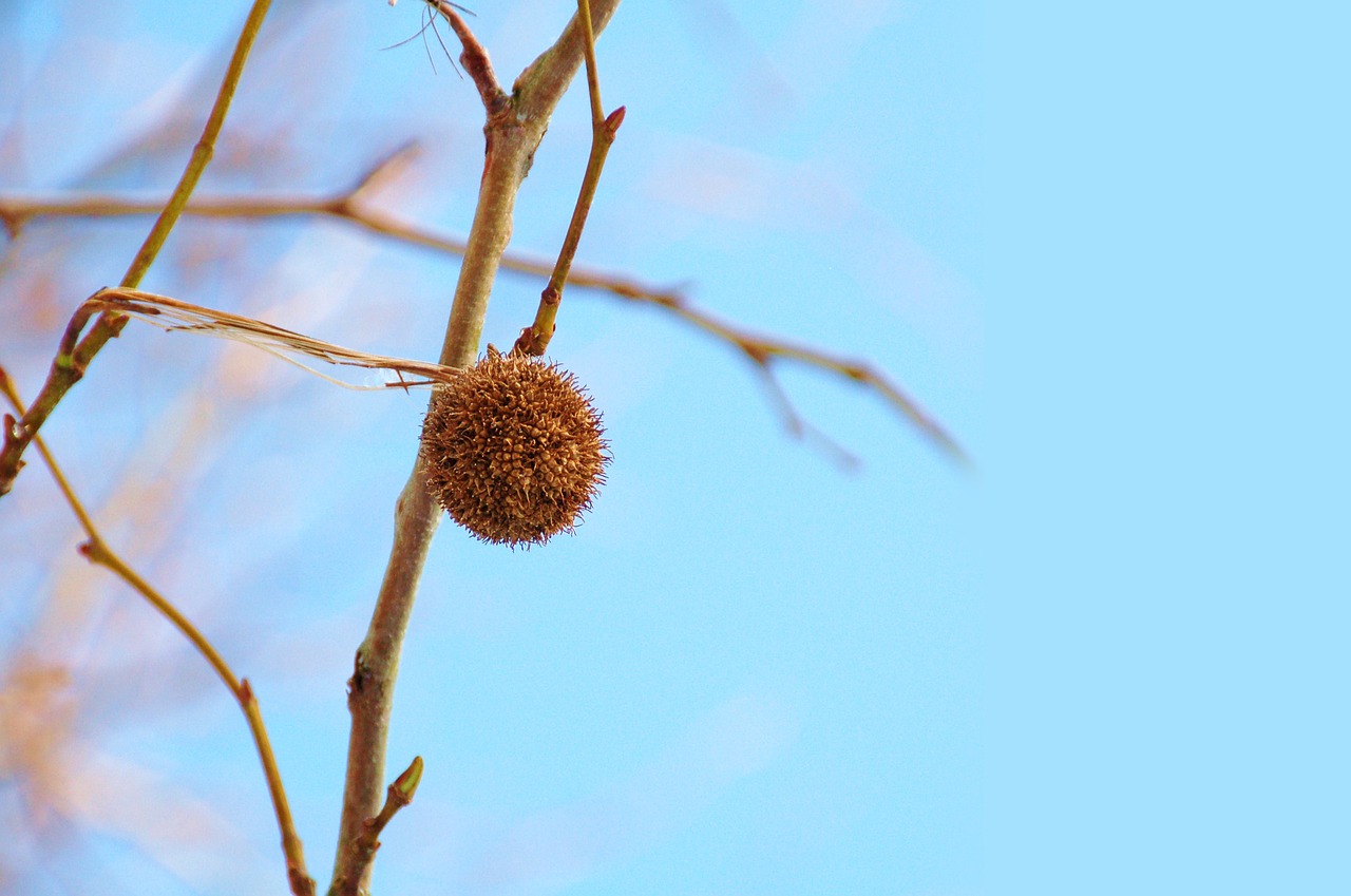 nature button winter free photo