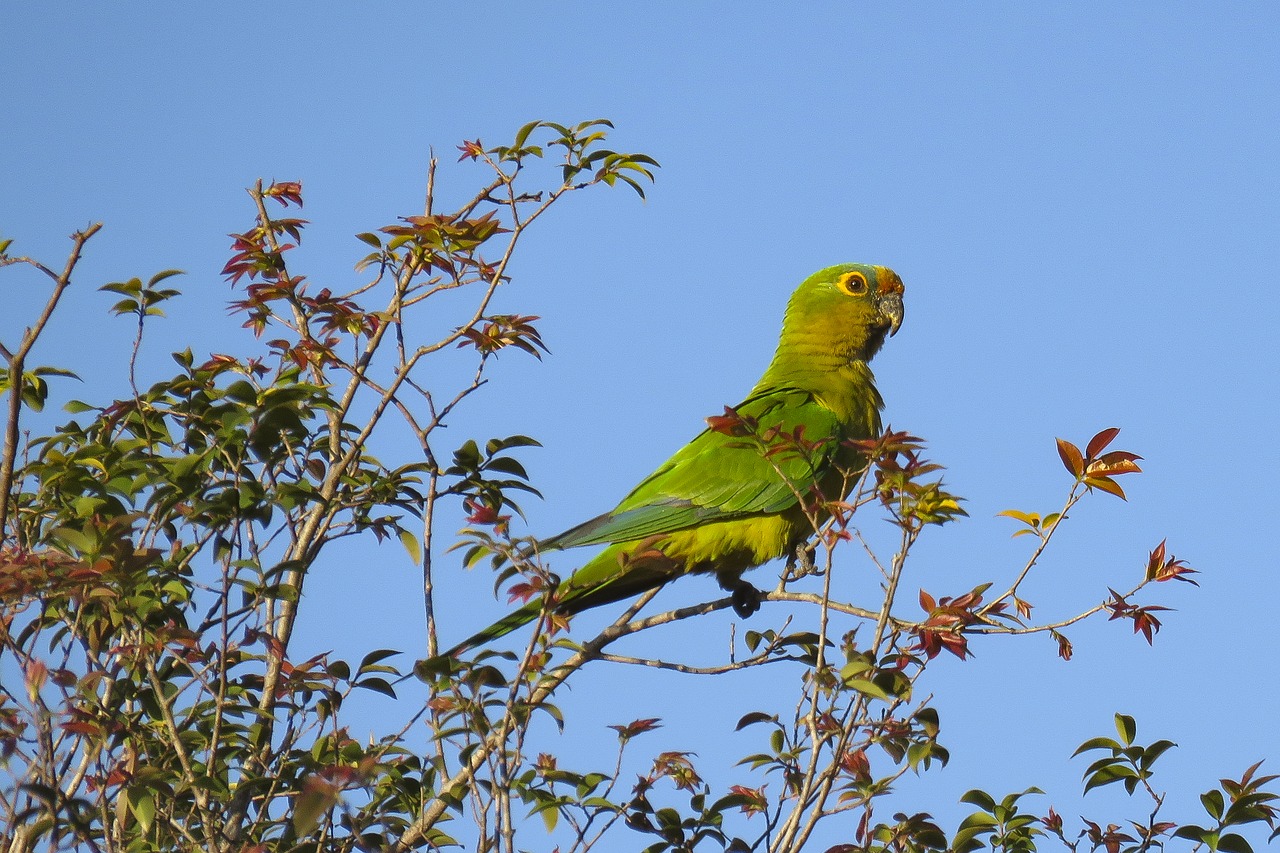 nature tree birds free photo